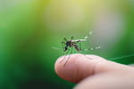 Quels sont les symptômes du chikungunya ? Comme une grippe ?
