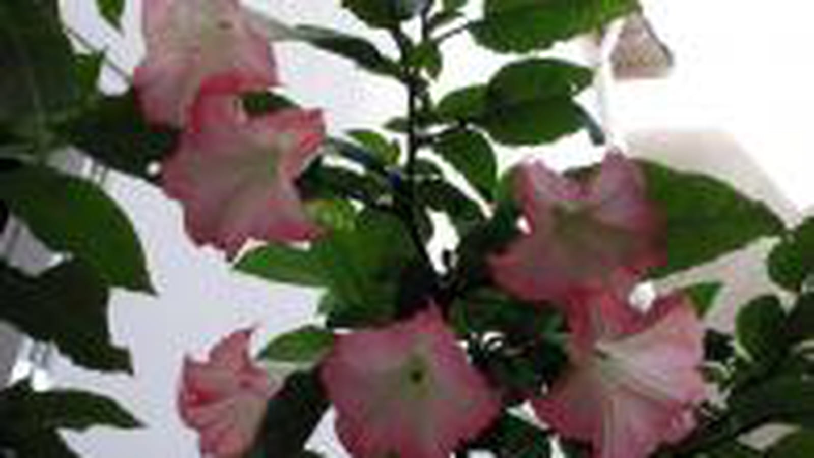 Daturas roses
