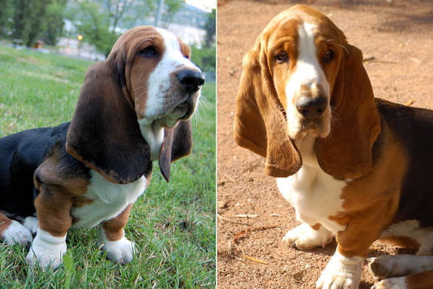 Le basset hound