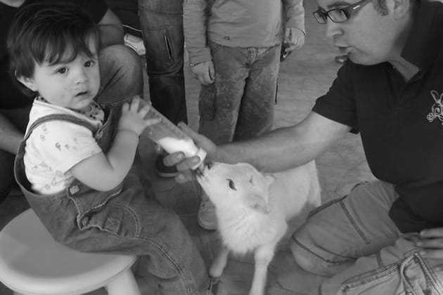 Doux comme un agneau