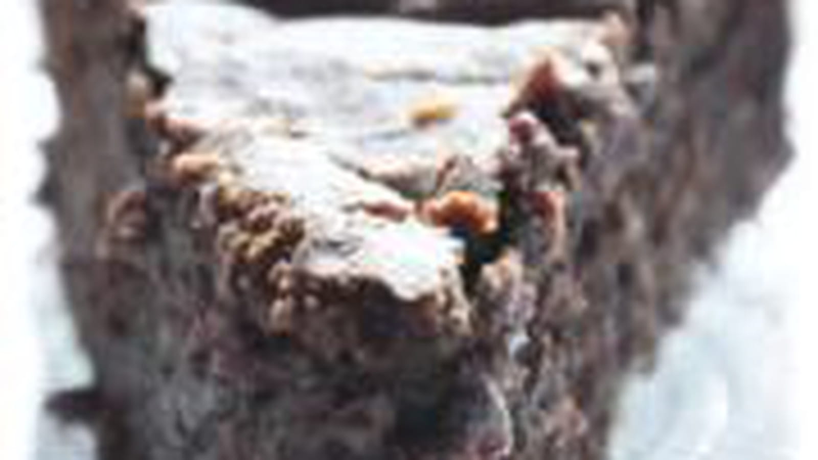 Moelleux au chocolat, Petit Beurre