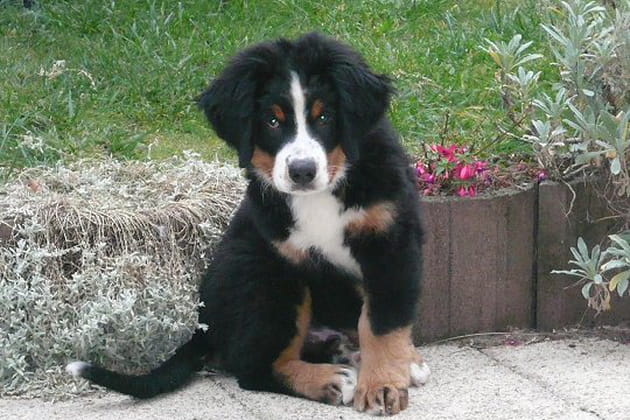 Un estomac sur pattes