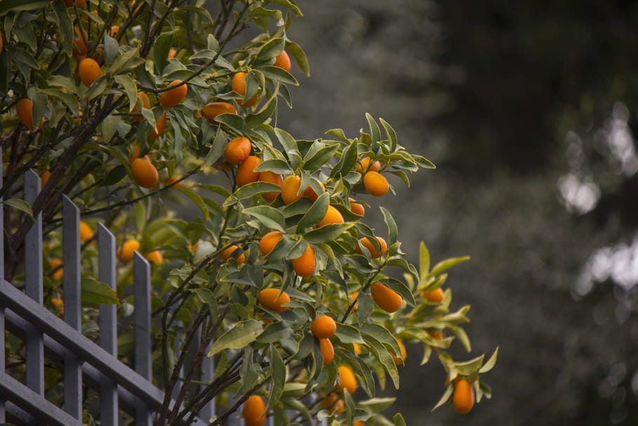Kumquat