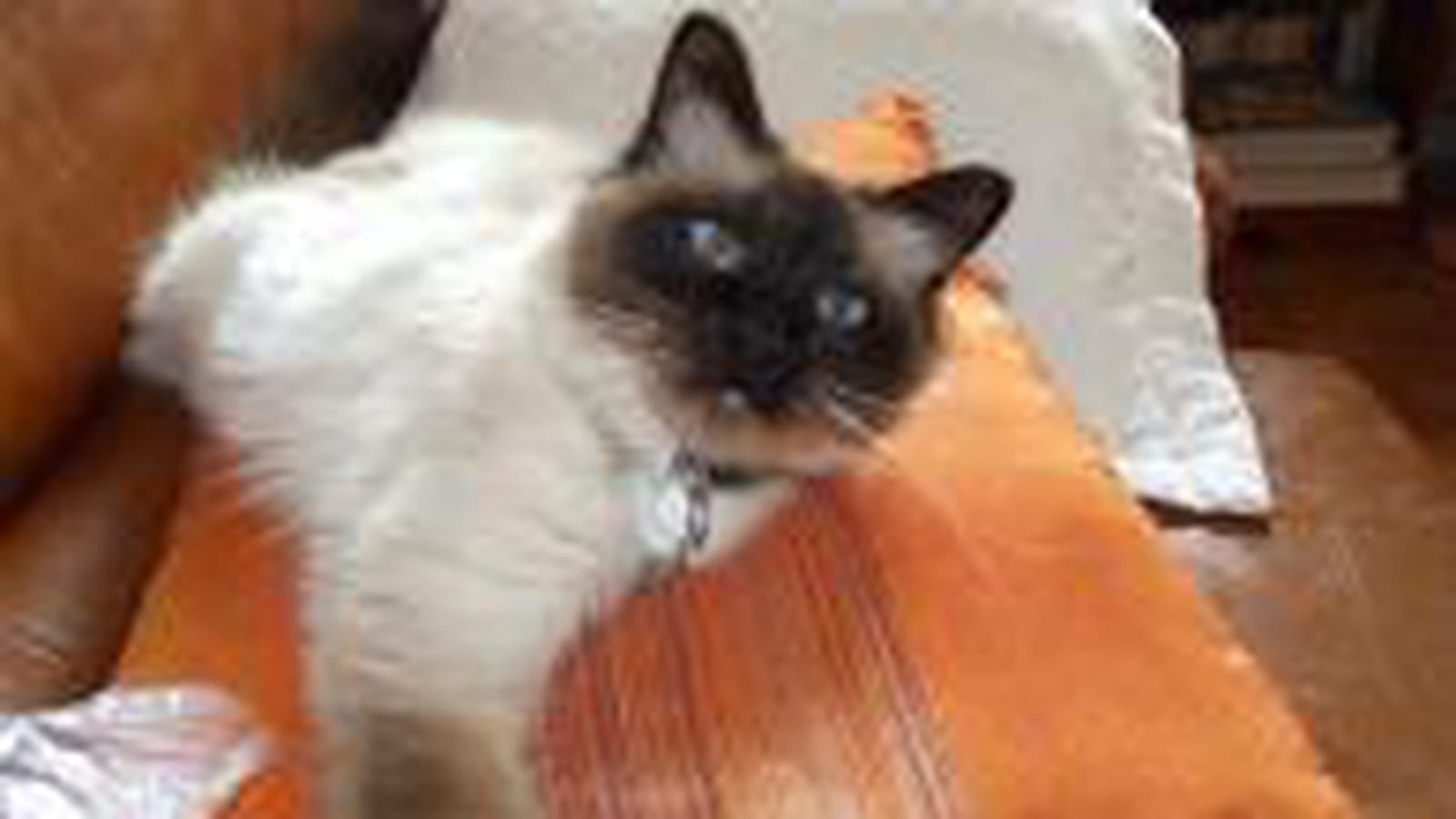 Aristote