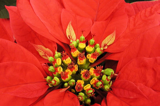 Les Poinsettias, en hiver
