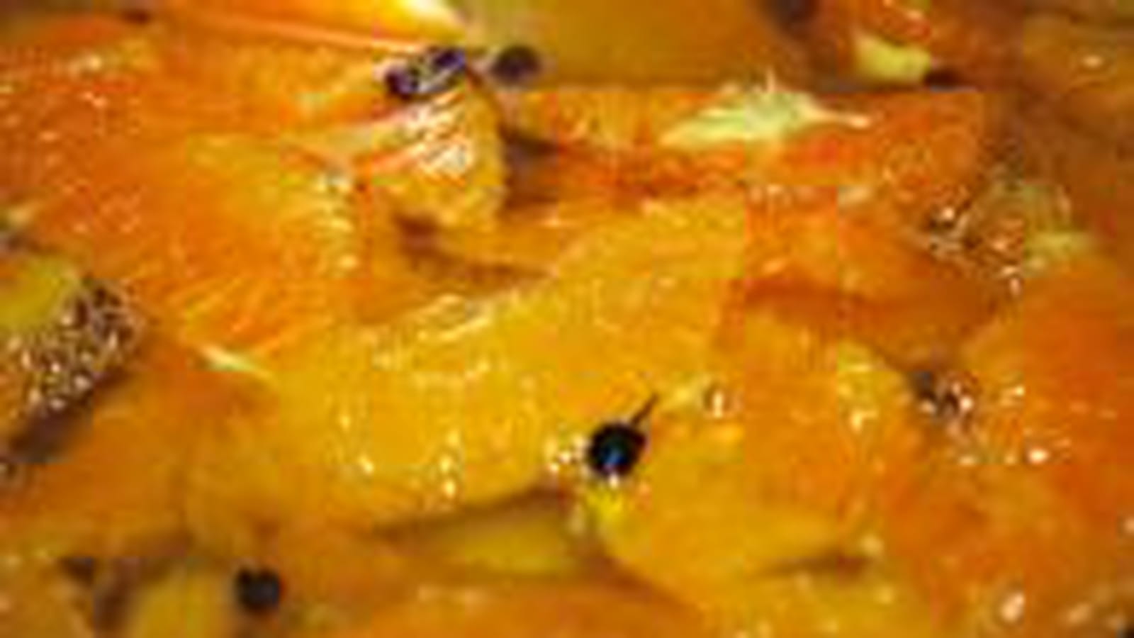 Oranges safranées au poivre de Sichuan