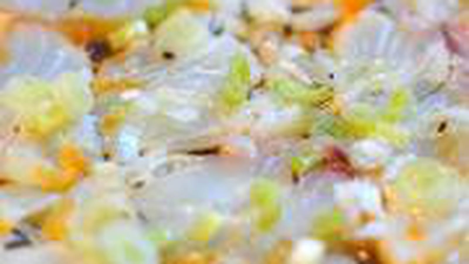 Carpaccio de haddock au citron vert