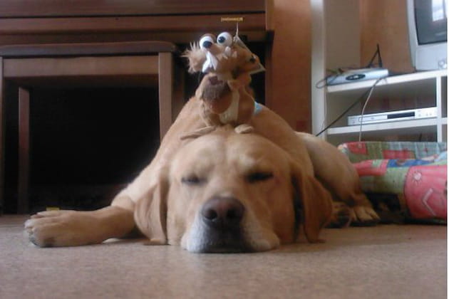 Chien, chat, oiseau&nbsp;?