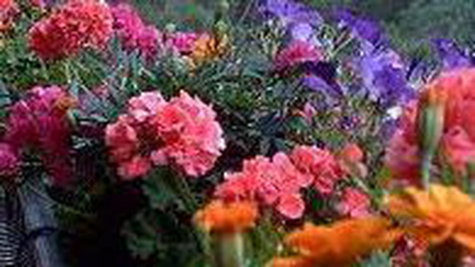 Variations de couleurs