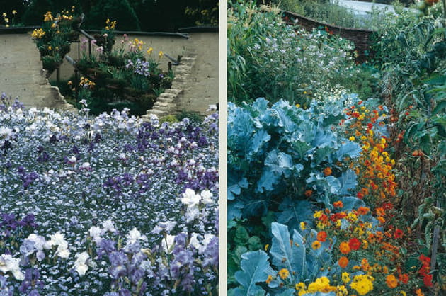 Iris et l&eacute;gumes oubli&eacute;s