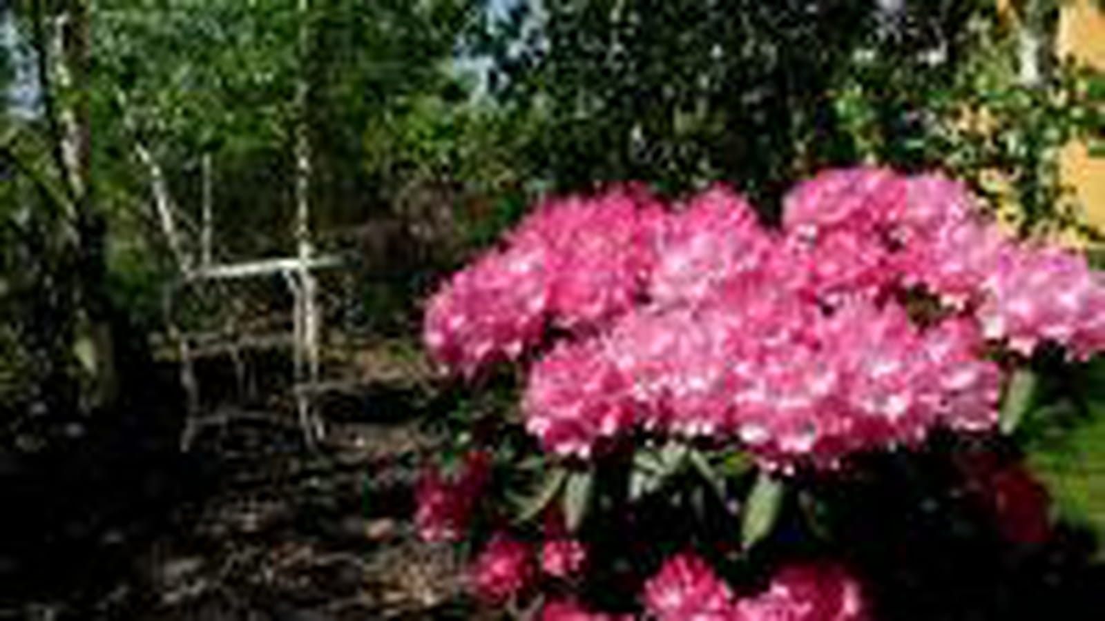 Rhododendron