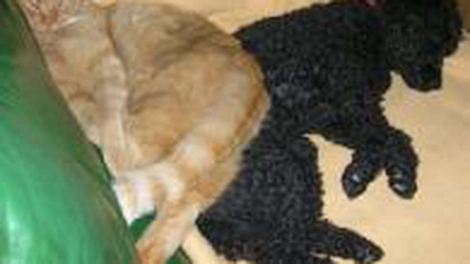 Amour entre chien et chats