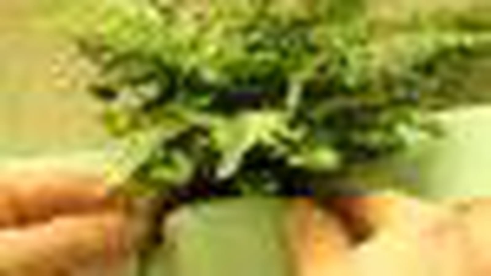 Plantes