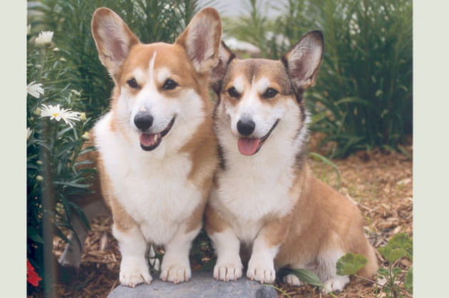 Le welsh corgi pembroke
