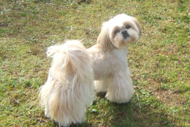 Nounouche aux longs poils blancs