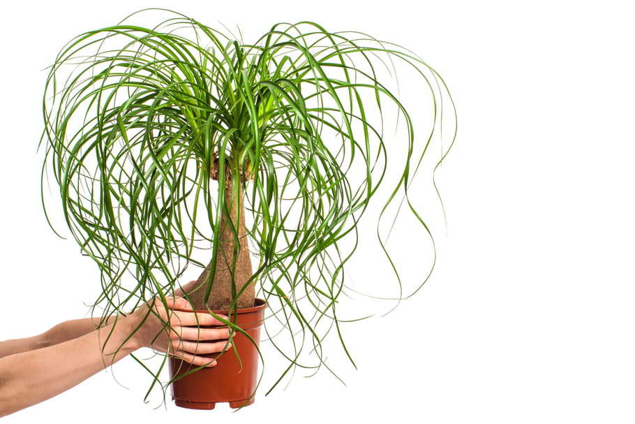 Beaucarnea (Pied d'éléphant)
