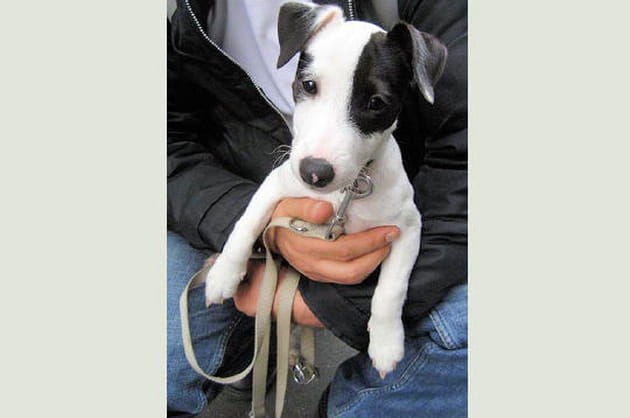 Le Jack Russell, aussi fin qu'un renard