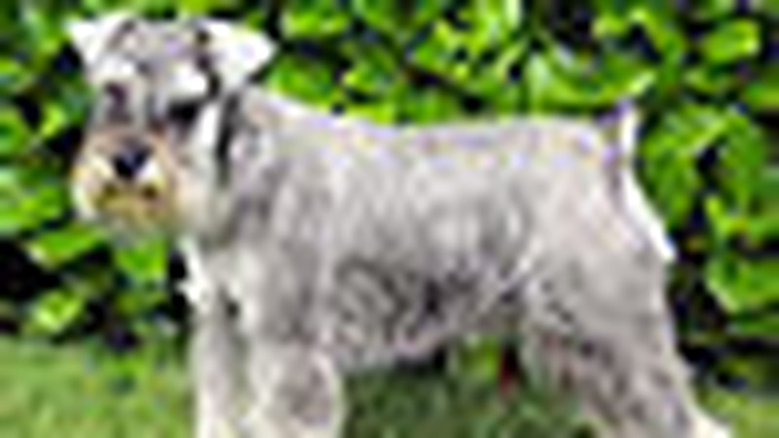 Schnauzer nain