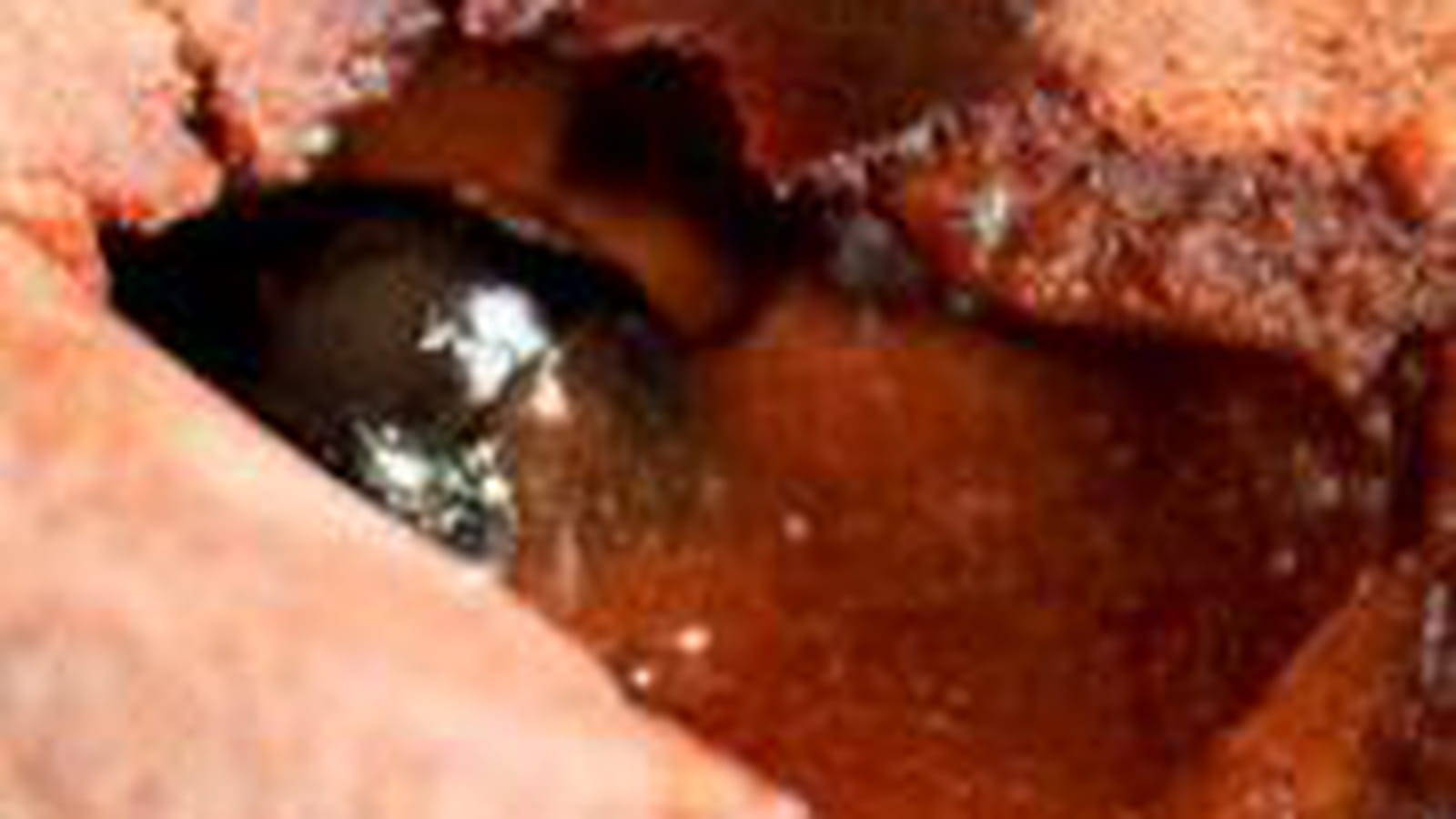 Coulant chocolat cerise amarena