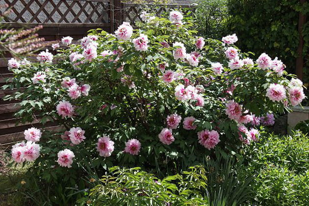 Une pivoine arbustive quinquagénaire encore pimpante