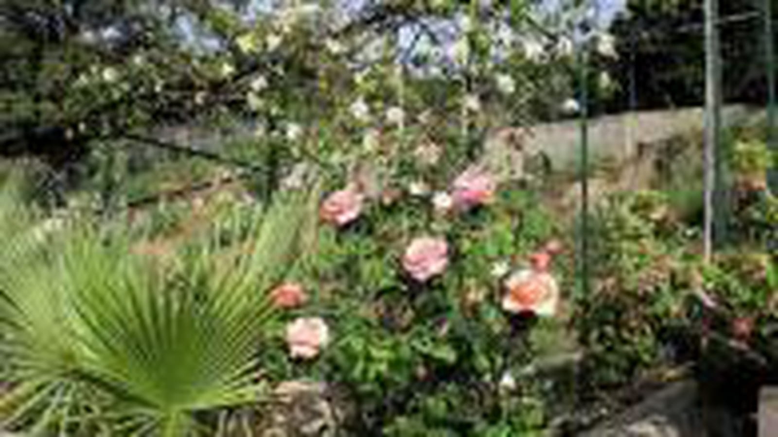 Le coin des rosiers