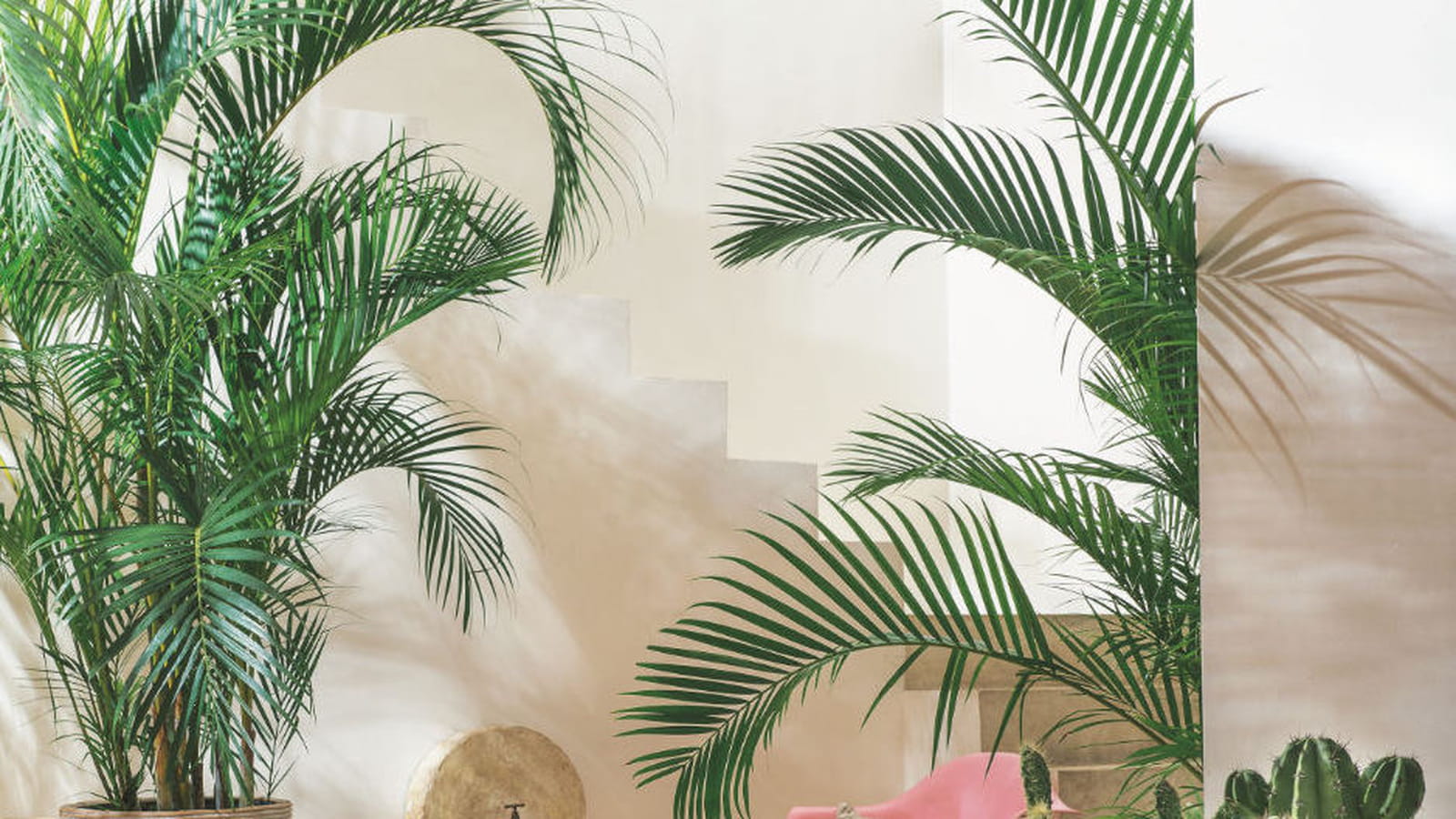 Palmier