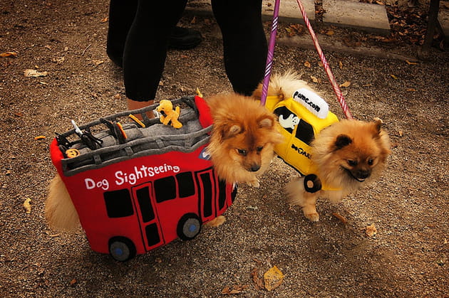 Tous en route pour la Halloween Dog Parade
