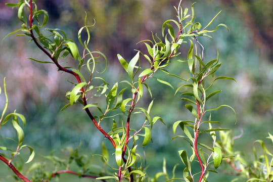 &Agrave; planter d&egrave;s la rentr&eacute;e, cet arbre devient une v&eacute;ritable sculpture dans le jardin
